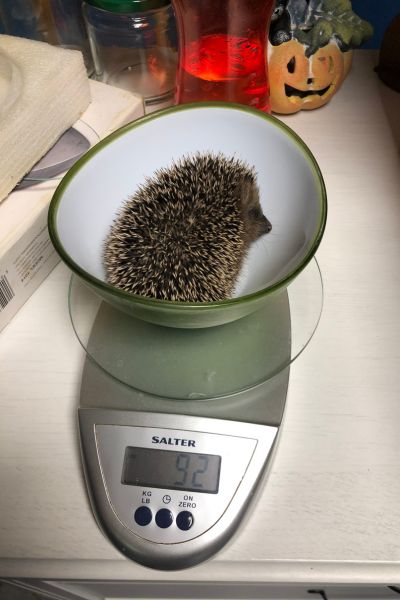 Igel-Baby 1 Igel 1 auf einer Waage mit 92 Gramm Gewicht.