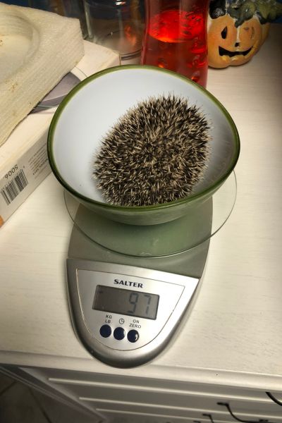 Igel 2 auf einer Waage mit 97 Gramm Gewicht.