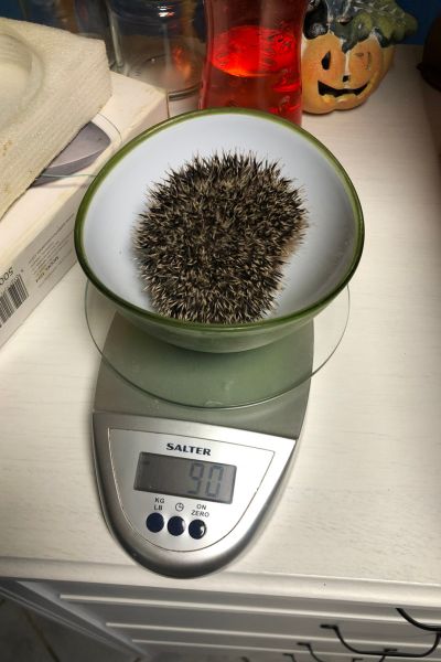 Igel 3 auf einer Waage mit 90 Gramm Gewicht.