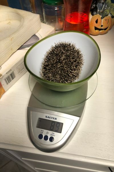 Igel 4 auf einer Waage mit 89 Gramm Gewicht.