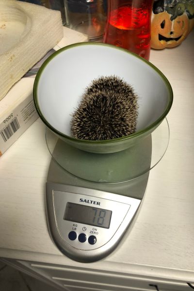 Igel 5 auf einer Waage mit 78 Gramm Gewicht.