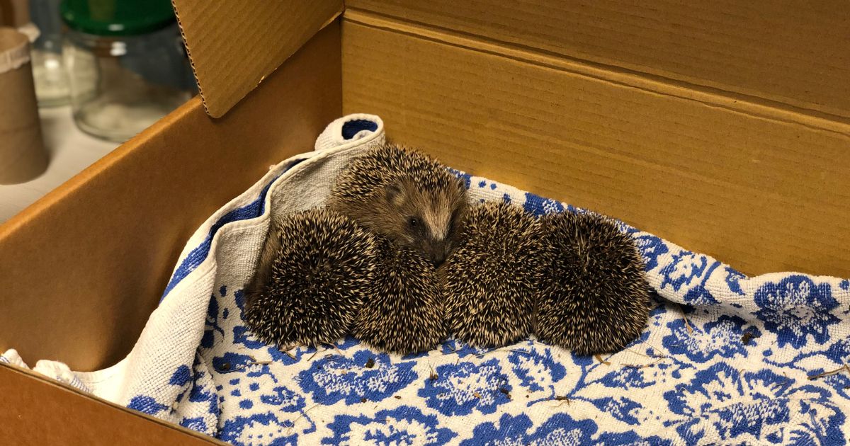 5 Igel-Babys sitzen in einem Karton auf einem blau-weißen Handtuch