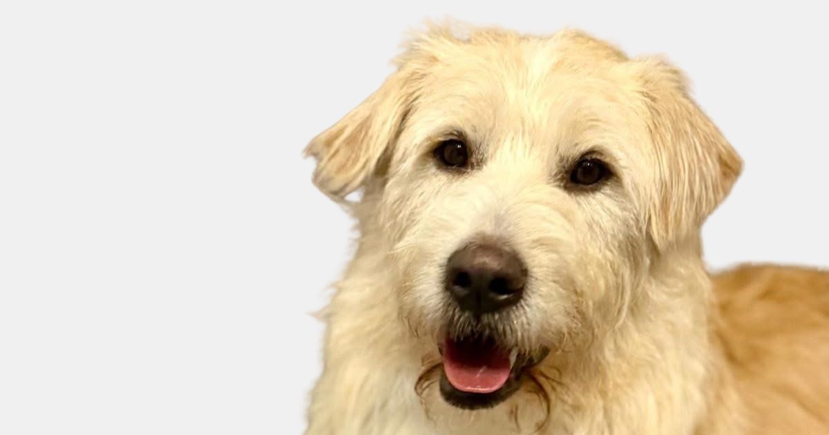 Hundefoto mit freundlichem Gesicht